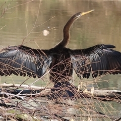 Anhinga novaehollandiae at Wodonga, VIC - 3 May 2025 10:56 AM