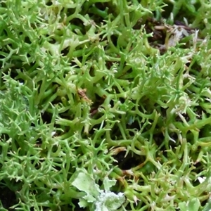 Unverified Lichen at Neika, TAS - Yesterday by VanessaC