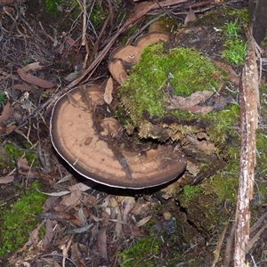 Unverified Shelf-like to hoof-like & usually on wood at Neika, TAS - Yesterday by VanessaC
