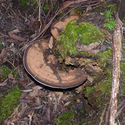 Ganoderma australe at Neika, TAS - 2 May 2025 by VanessaC