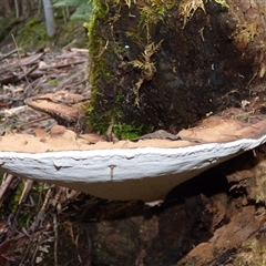 Ganoderma australe at Neika, TAS - 2 May 2025 02:58 PM