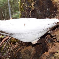 Ganoderma australe at Neika, TAS - 2 May 2025 02:58 PM