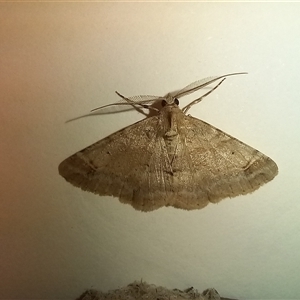 Unverified Geometer moth (Geometridae) at Latham, ACT - 26 Apr 2025 by rjwhite