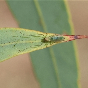 Axarus sp. (genus) at Wodonga, VIC - Today by KylieWaldon