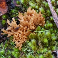 Unverified Coralloid fungus, markedly branched at Wellington Park, TAS - 2 May 2025 by VanessaC