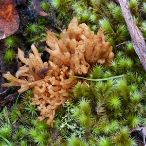 Unverified Coralloid fungus, markedly branched at Wellington Park, TAS - 2 May 2025 by VanessaC