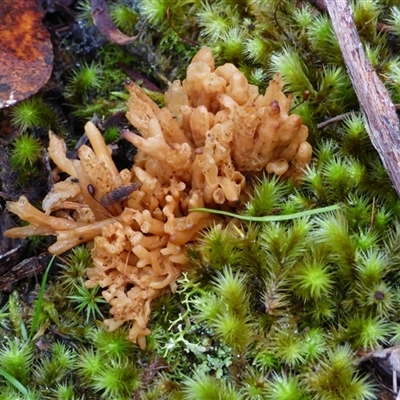 Unverified Coralloid fungus, markedly branched at Wellington Park, TAS - 2 May 2025 by VanessaC