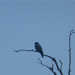 Coracina novaehollandiae (Black-faced Cuckooshrike) at Symonston, ACT - 3 May 2025 by Mike