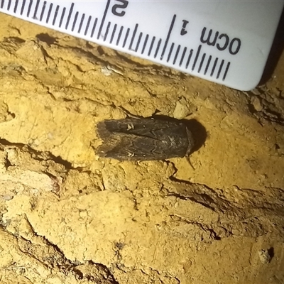 Proteuxoa (genus) (A Noctuid moth) at Latham, ACT - 27 Apr 2025 by rjwhite