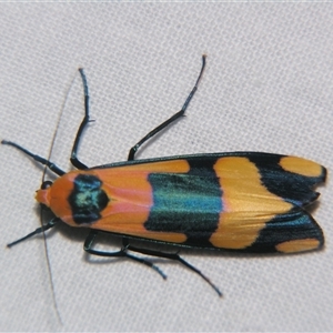 Unverified Tiger moth (Arctiinae) at Wooroonooran, QLD - 22 Oct 2008 by PJH123