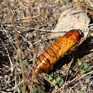 Hepialidae (family) IMMATURE by SustainableSeg
