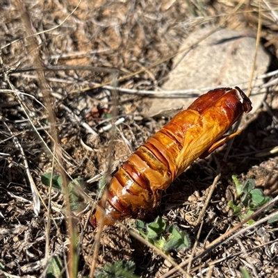Hepialidae (family) IMMATURE (Unidentified IMMATURE Swift or Ghost Moth) at Woolgarlo, NSW - 3 May 2025 by SustainableSeg