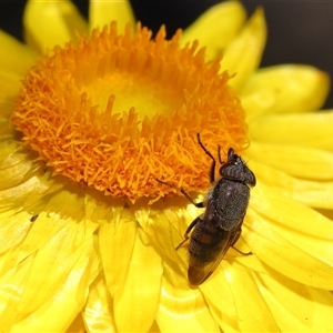 Stomorhina sp. (genus) (Snout fly) at Acton, ACT - 2 May 2025 by TimL