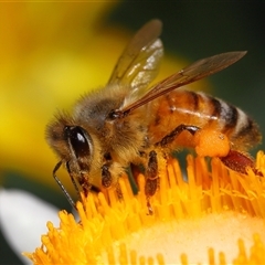 Apis mellifera (European honey bee) at Acton, ACT - 2 May 2025 by TimL