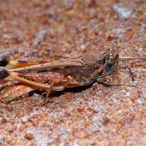 Urnisa guttulosa (Common Urnisa) at Acton, ACT - 2 May 2025 by TimL