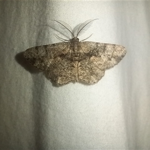 Unverified Geometer moth (Geometridae) at Latham, ACT - Yesterday by rjwhite
