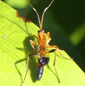 Ctenochares bicolorus (Black-tipped orange ichneumon) at Braemar, NSW - Yesterday by Curiosity