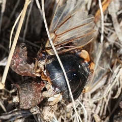 Psaltoda moerens (Redeye cicada) at Leneva, VIC - 28 Apr 2025 by KylieWaldon