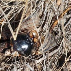 Psaltoda moerens at Leneva, VIC - 28 Apr 2025 11:13 AM