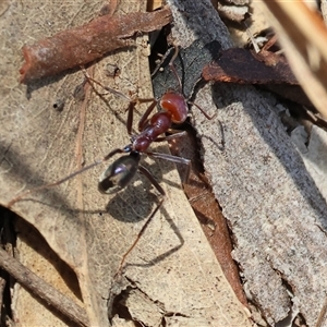 Iridomyrmex purpureus at Leneva, VIC - 28 Apr 2025 11:14 AM