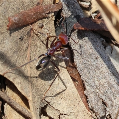 Iridomyrmex purpureus (Meat Ant) at Leneva, VIC - 28 Apr 2025 by KylieWaldon