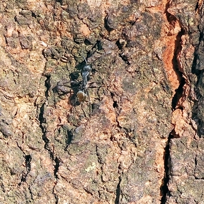 Camponotus aeneopilosus (A Golden-tailed sugar ant) at Wodonga, VIC - 3 May 2025 by KylieWaldon
