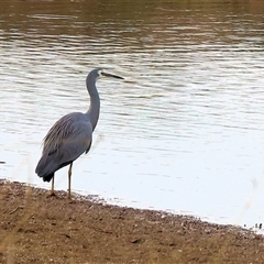 Egretta novaehollandiae at Thurgoona, NSW - 26 Apr 2025 by KylieWaldon