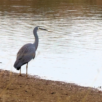 Egretta novaehollandiae at Thurgoona, NSW - 26 Apr 2025 by KylieWaldon