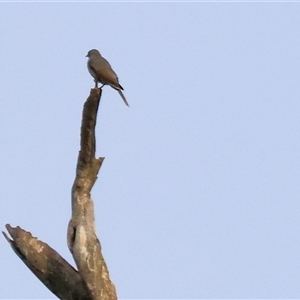 Falco cenchroides at Thurgoona, NSW - 26 Apr 2025 by KylieWaldon