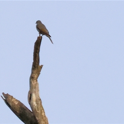 Falco cenchroides at Thurgoona, NSW - 26 Apr 2025 by KylieWaldon