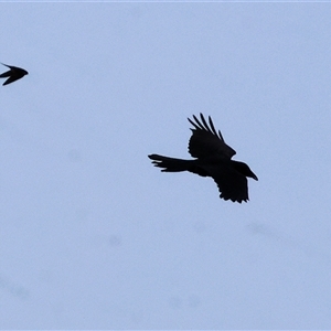 Corvus coronoides at Thurgoona, NSW - 26 Apr 2025 by KylieWaldon