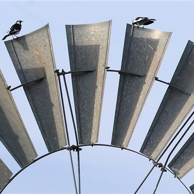 Grallina cyanoleuca (Magpie-lark) at Thurgoona, NSW - 26 Apr 2025 by KylieWaldon