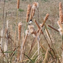 Rhipidura leucophrys (Willie Wagtail) at Thurgoona, NSW - 26 Apr 2025 by KylieWaldon