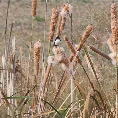 Rhipidura leucophrys (Willie Wagtail) at Thurgoona, NSW - 26 Apr 2025 by KylieWaldon