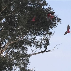 Eolophus roseicapilla at Thurgoona, NSW - 26 Apr 2025 by KylieWaldon