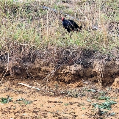 Porphyrio melanotus at Thurgoona, NSW - 26 Apr 2025 by KylieWaldon