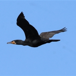 Phalacrocorax carbo at Thurgoona, NSW - 26 Apr 2025 by KylieWaldon
