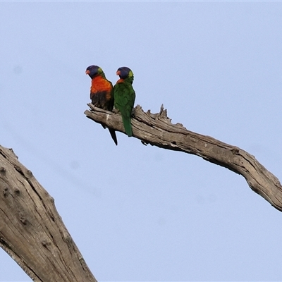 Trichoglossus moluccanus (Rainbow Lorikeet) at Thurgoona, NSW - 26 Apr 2025 by KylieWaldon