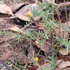 Xerochrysum viscosum at Beechworth, VIC - 21 Apr 2025 by KylieWaldon