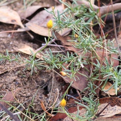 Xerochrysum viscosum at Beechworth, VIC - 21 Apr 2025 by KylieWaldon