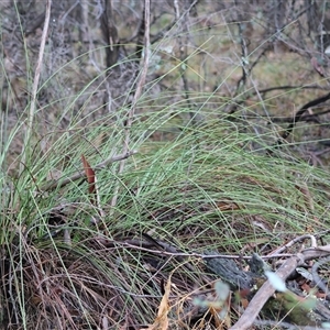 Unverified Grass at Beechworth, VIC - 21 Apr 2025 by KylieWaldon