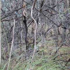 Xanthorrhoea sp. at Beechworth, VIC - suppressed