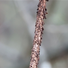 Xanthorrhoea (genus) at Beechworth, VIC - suppressed