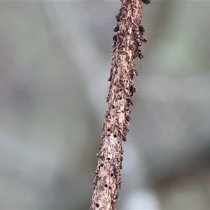 Xanthorrhoea (genus) at Beechworth, VIC - suppressed
