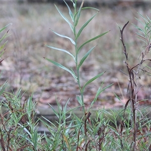 Stypandra glauca at Beechworth, VIC - 21 Apr 2025 by KylieWaldon