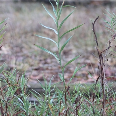 Stypandra glauca at Beechworth, VIC - 21 Apr 2025 by KylieWaldon