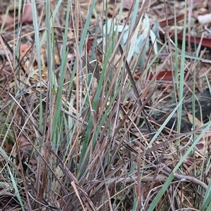 Dianella revoluta var. revoluta at Beechworth, VIC - 21 Apr 2025 by KylieWaldon
