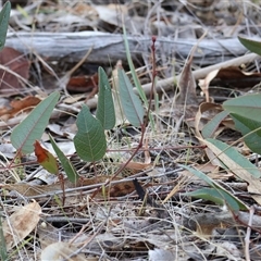 Hardenbergia violacea at Beechworth, VIC - 21 Apr 2025 by KylieWaldon