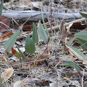 Hardenbergia violacea at Beechworth, VIC - 21 Apr 2025 by KylieWaldon