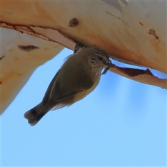 Acanthiza lineata (Striated Thornbill) at Higgins, ACT - 3 May 2025 by MichaelWenke